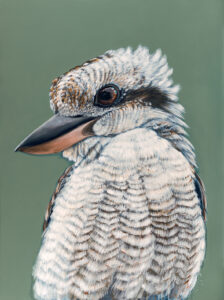 'Maya' the Laughing Kookaburra