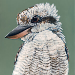 'Maya' the Laughing Kookaburra