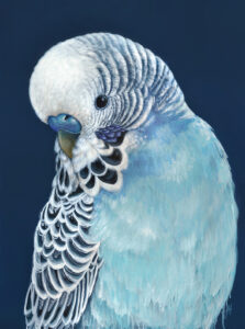 'Locky' the Budgie
