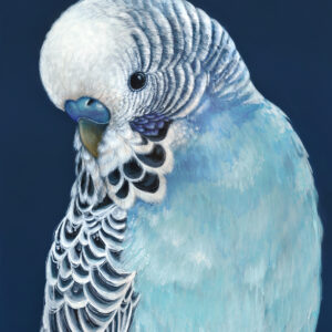 'Locky' the Budgie