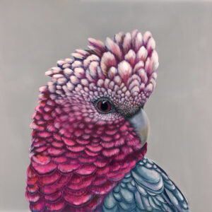 'Penelope' the Galah