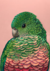 Queenie the King Parrot