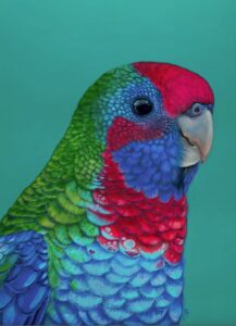 'Percy' the Crimson Rosella