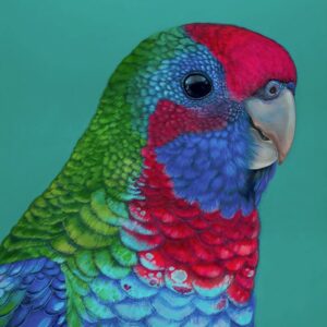'Percy' the Crimson Rosella