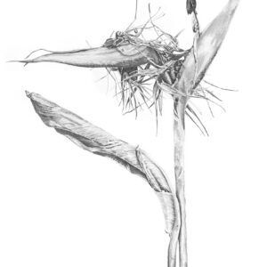 Dying Bird of Paradise