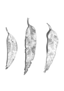 Gum Leaves