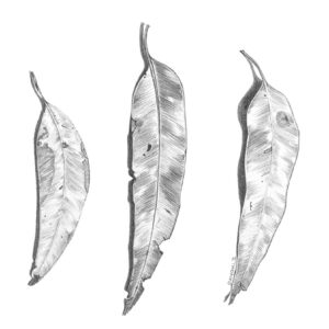 Gum Leaves