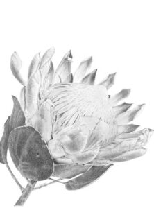 King Protea