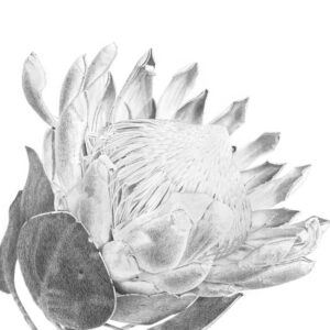 King Protea