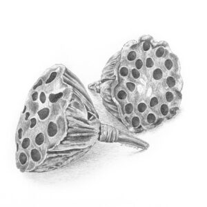 Lotus Seedpods