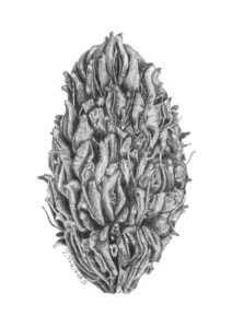 Magnolia Seedpod