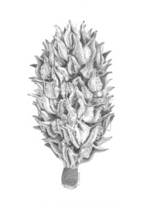 Magnolia Seedpod II