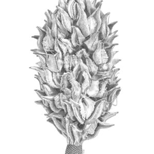 Magnolia Seedpod II