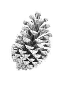Pine Cone