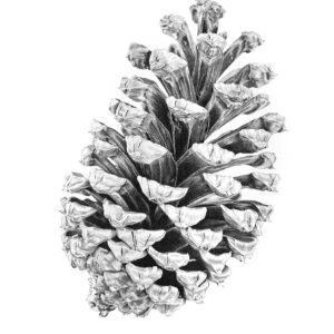 Pine Cone