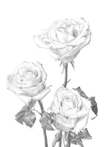 Three Roses