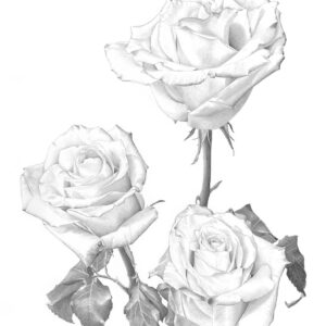 Three Roses
